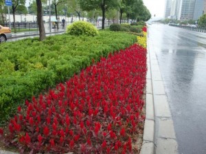 龙8国际娱乐人看中国公路:公路边漂亮的花丛 龙8国际娱乐人眼中的中国公路:公路边漂亮的花丛
