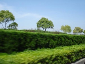 龙8国际娱乐人看中国高速公路的绿化 龙8国际娱乐人看中国高速公路的绿化