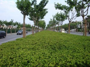 印度人看中国高速公路:公路中间的隔离绿化带 印度人看中国高速公路:公路中间的隔离绿化带