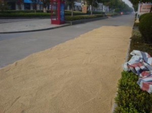 印度人看中国:中国人在公路上晒稻子 印度人看中国:中国人在公路上晒稻子