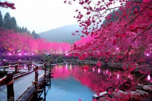 台湾樱花 日本网民看到台湾樱花怀念起殖民时代