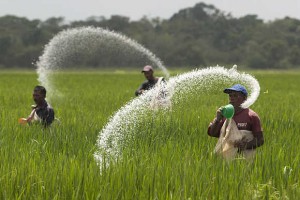 世界前20大稻米生产国,中国第一印度第二 世界前20大稻米生产国,中国第一印度第二